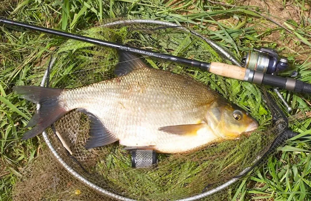 улов рыбы в рыболовной корзине с удочкой на травянистом берегу.