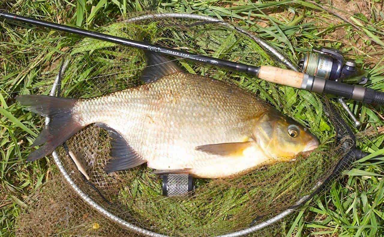 Рыба в рыболовной сеть на травяном берегу с удочкой рядом.