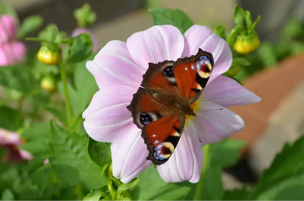 Яркая бабочка на цветке в саду, крупный план.