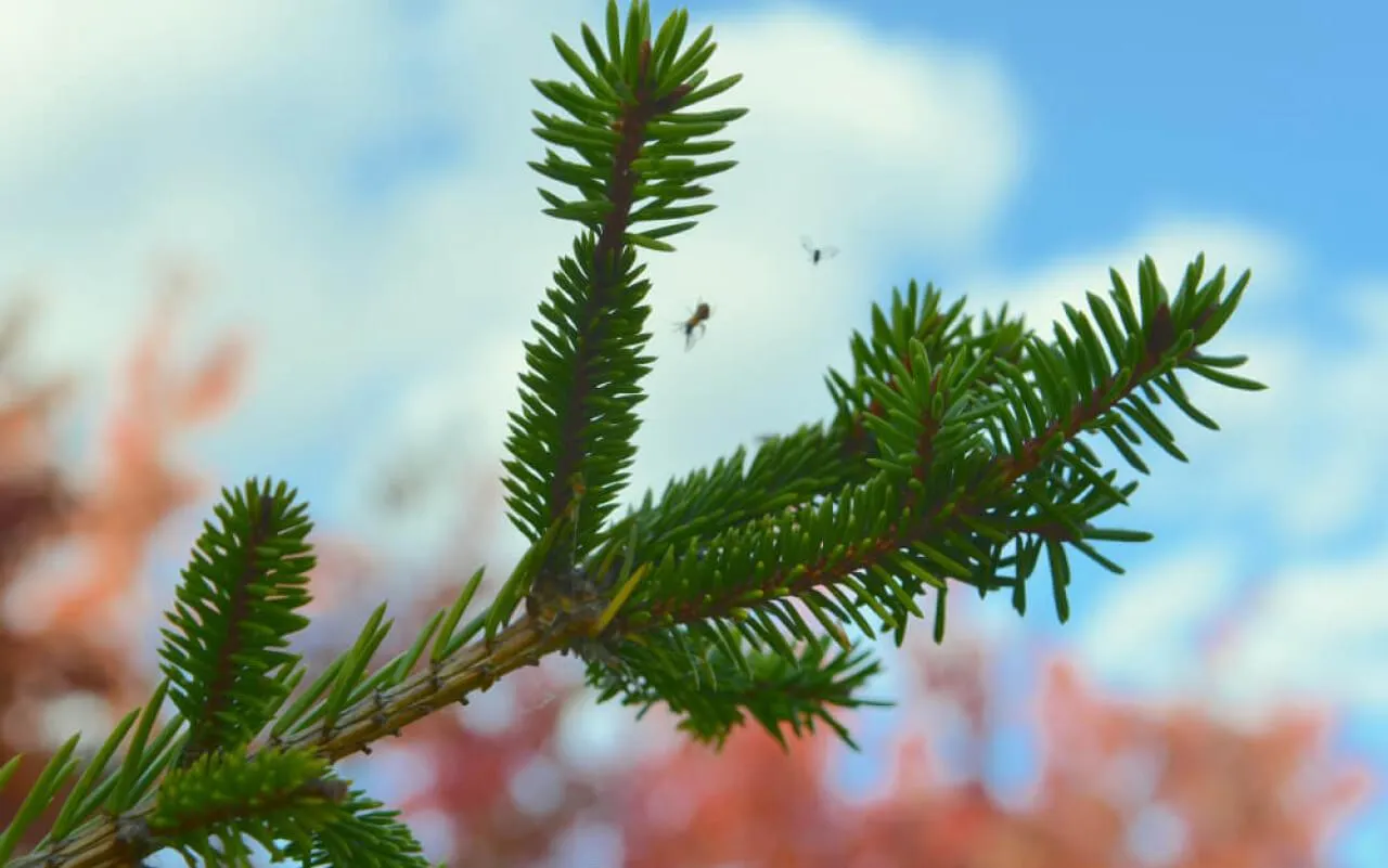 Свежая еловая ветка на фоне голубого неба и облаков, с пчелами, летающими вокруг. Идеальное изображение природы и зимней тематики для отдыха и релаксации.