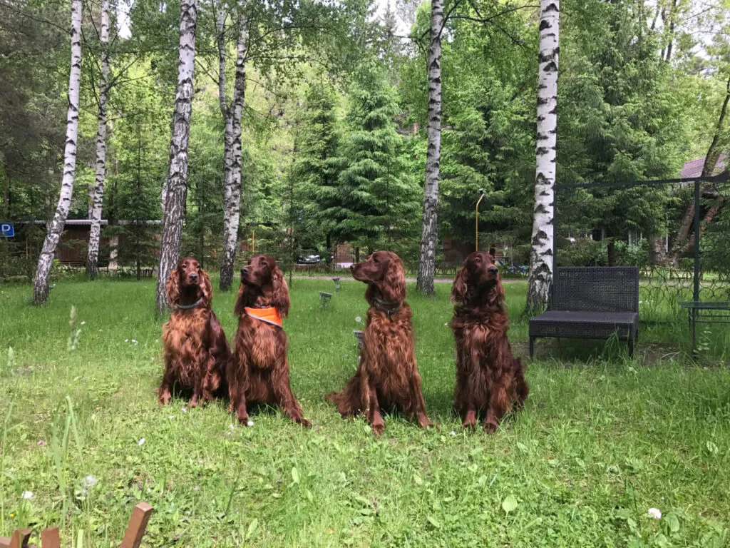 Благородные собаки у деревьев в зеленом лесу, отдых в природной обстановке, VE Art Resort, Подмосковье, летний день.