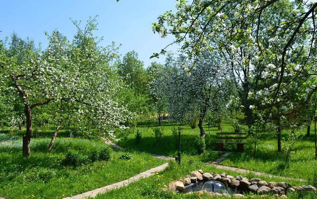 Уютный сад в ВЕ ART RESORT с цветущими деревьями и зелеными газонами, спокойная атмосфера для отдыха на природе в Подмосковье.