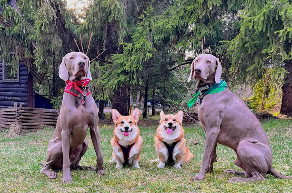 Отдых с животными