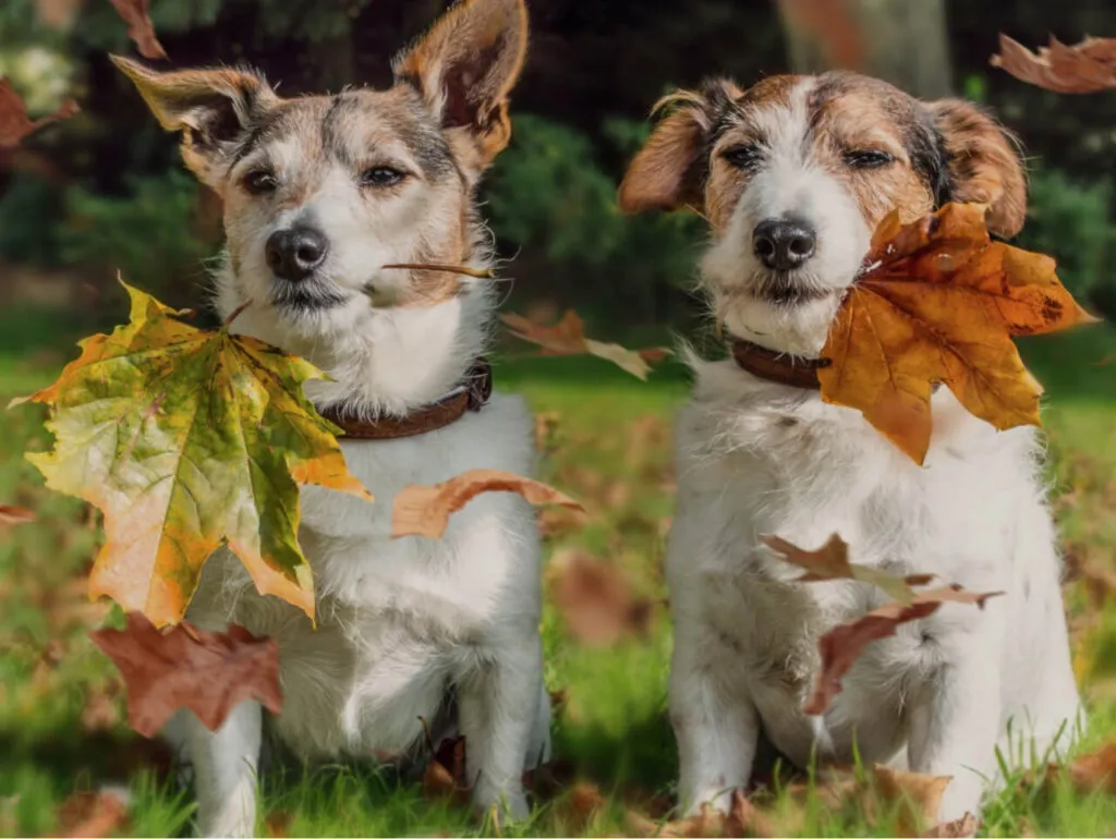 Отдых с животными