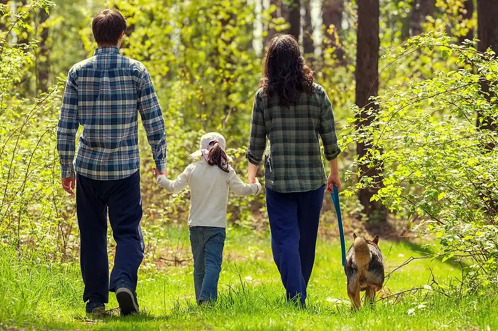 файлография, alt текст исключительно для показа семьи с собакой и ребенком, идущих по лесу на прогулке в светлый солнечный день, уютный отдых на природе.