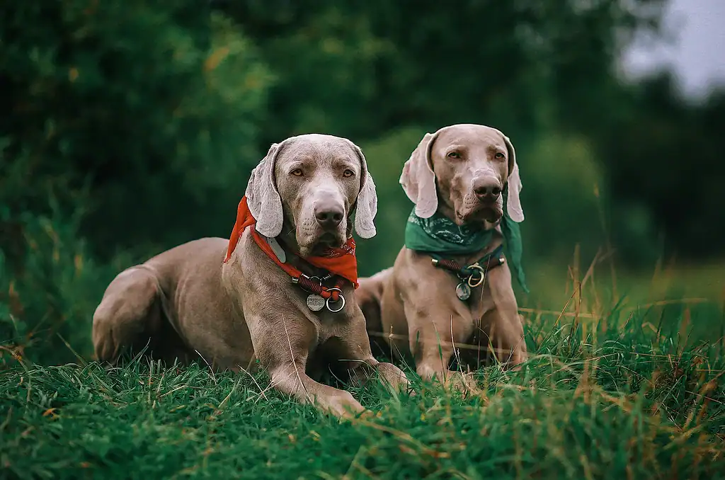 2. Альт текст: Две собаки породы доберман, сидящие на траве в лесистой местности, обе с банданами и ошейниками.