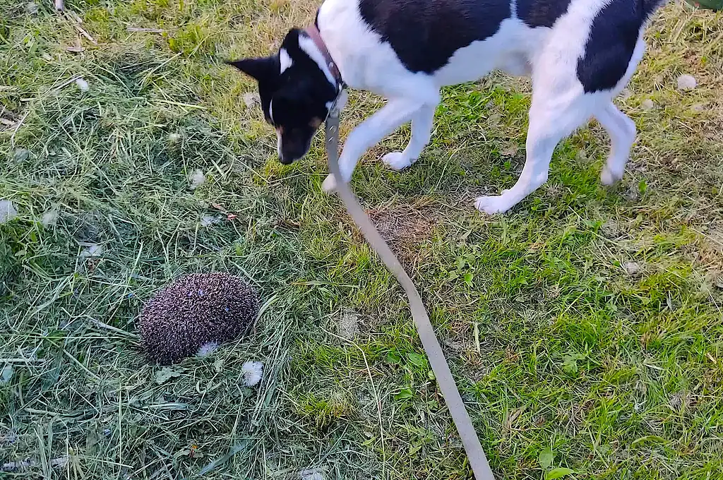 ирландский сеттер с поводком и ежик на газоне, природа и отдых на свежем воздухе, спокойствие и отдых в Подмосковье, VE Art Resort.