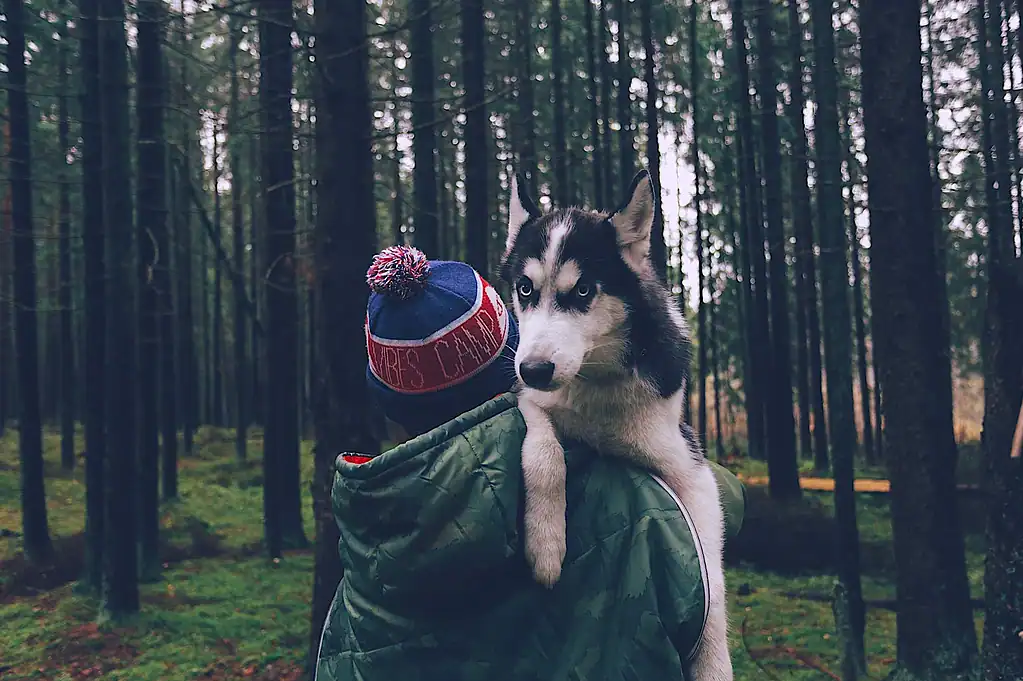 Уютный хаски в лесу на прогулке, держащийся на руки у человека в теплой одежде под деревьями, стильная природа и дружелюбная атмосфера.