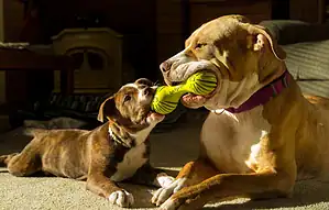 Отдых с животными