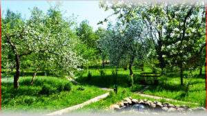 Лучшие виды сада с зелеными деревьями и цветущими яблонями в ВЕ Art Resort, Подмосковье, русская природа, уютное место для отдыха на свежем воздухе.
