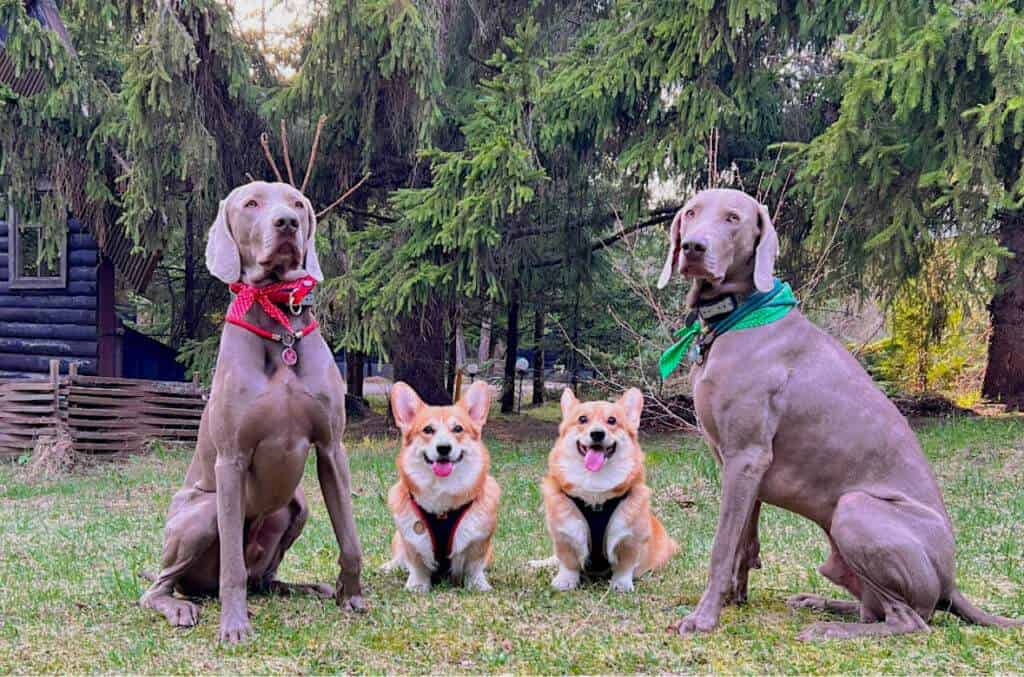 Отдых в Подмосковье можно с животными