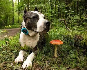 База отдыха в Подмосковье с собакой