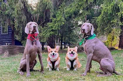 База отдыха с бассейном и животными